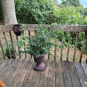 Meet your Posher, Vadaheidi